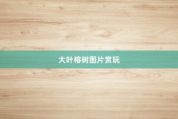 大叶榕树图片赏玩